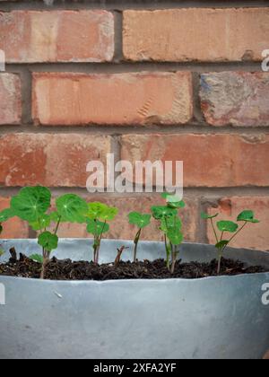 Piantine di nasturtium in un contenitore da giardino in metallo rustico contro una parete in mattoni vintage da vicino con spazio per copie Foto Stock