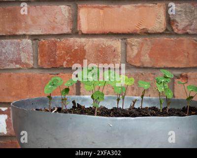 Piccole piantine di nasturzio che crescono in un contenitore di metallo rustico contro una parete di mattoni in linea orizzontale, un contrasto tra naturale e industriale Foto Stock