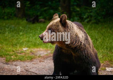 un orso in piedi ai margini di una foresta Foto Stock