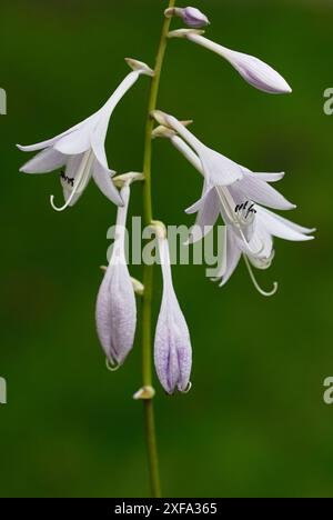 Hosta, fiori Funkia, primo piano. Piena fioritura. Pianta da giardino. Dettaglio dei petali. Isolato su sfondo verde naturale. Trencin, Slovacchia Foto Stock