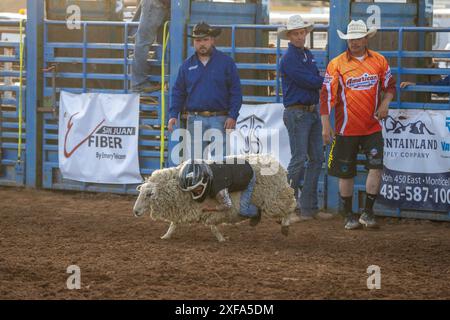 Un giovane cowboy si aggrappa sulle pecore durante un rodeo nello Utah. Foto Stock