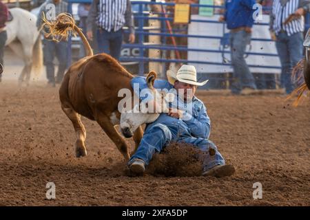 Un cowboy di rodeo nell'evento di wrestling Steer è scivolato dal suo cavallo per combattere lo sterzo a terra in un rodeo. Foto Stock