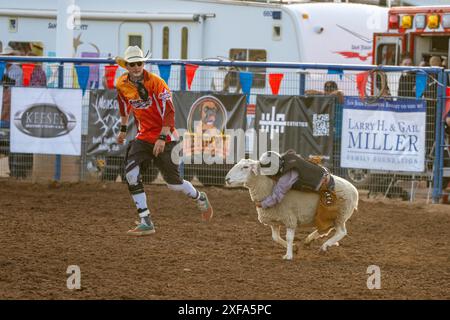 Un giovane cowboy si aggrappa sulle pecore durante un rodeo nello Utah. Un clown da rodeo corre dietro. Foto Stock