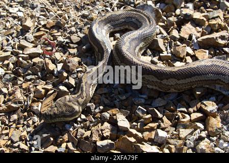 Un grande pitone di tappeti costieri per adulti è appoggiato su una superficie rocciosa. Le scale del serpente sono modellate con toni di terra e sembra essere a riposo. Foto Stock