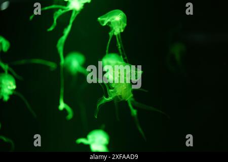 Colorate meduse che si muovono sott'acqua. riflesso della luce nell'acqua. Foto Stock