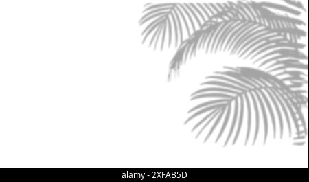 Ombra della foglia di palma su sfondo bianco. Palm lascia Shadow. Illustrazione Vettoriale