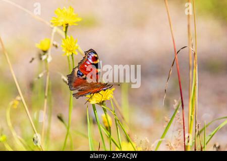 Splendida farfalla pavone su un fiore selvatico in un prato estivo Foto Stock