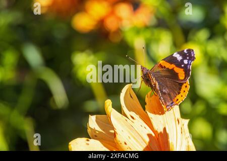 Farfalla ammiraglio rosso seduto su un fiore da giardino Foto Stock