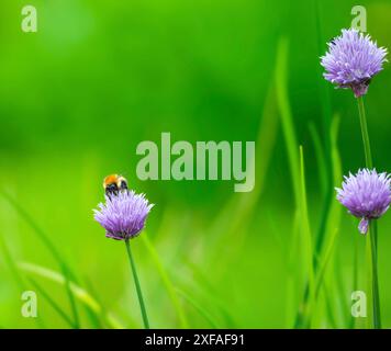 Ape on Chive Flower Foto Stock