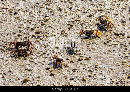 Fiddler Crab, Uca pugnax o tangeri nel Parco naturale Ria Formosa, Algarve, Portogallo. Foto Stock
