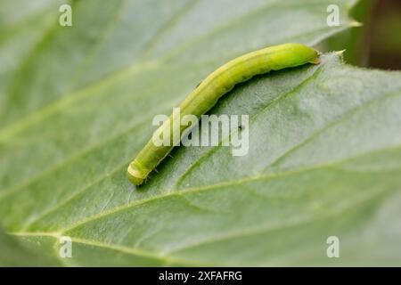 Primo piano naturale sul grande bruco verde delle sfumature angolari Phlogophora meticulosa. Foto Stock