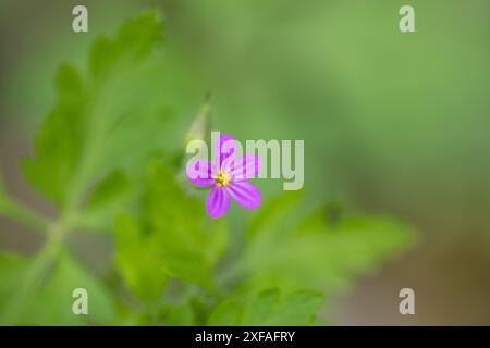 Fiore di Geranium robertianum, comunemente noto come Herb-Robert, Storksbill, Fox geranium, puzzolente Bob, Squinter-Pip o Roberts geranium, dettaglio Foto Stock