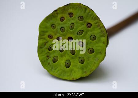 Una foto ravvicinata di una cialda di semi di loto verde appoggiata su una superficie bianca. Le cialde numerose cavità di semi sono chiaramente visibili. Foto Stock