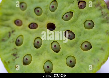 Una foto ravvicinata di una cialda di semi di loto verde. Le cialde numerose cavità di semi sono chiaramente visibili. Foto Stock