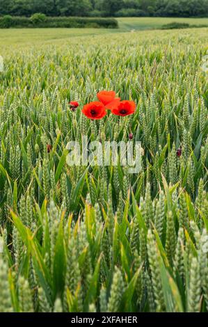 Papaveri rosso brillante e scarlatto in mezzo a un campo di grano verde vicino a Crowhurst nel Sussex. Papavero comune, Papaver rhoeas. Foto Stock