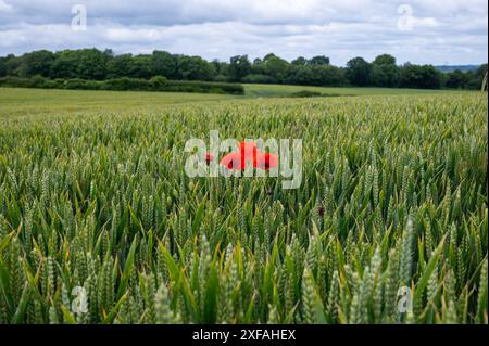 Papaveri rosso brillante e scarlatto in mezzo a un campo di grano verde vicino a Crowhurst nel Sussex. Papavero comune, Papaver rhoeas. Foto Stock