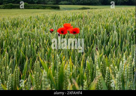 Papaveri rosso brillante e scarlatto in mezzo a un campo di grano verde vicino a Crowhurst nel Sussex. Papavero comune, Papaver rhoeas. Foto Stock