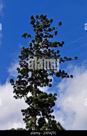 Profilo di pino e cielo nuvoloso a Petropolis, Rio de Janeiro, Brasile Foto Stock