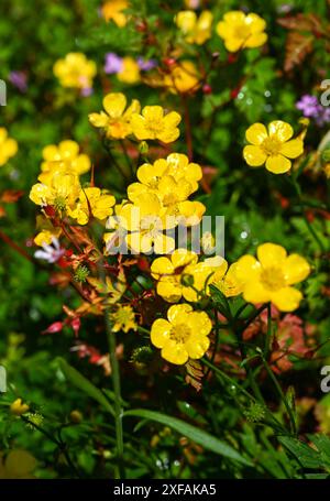 Ranunculus repens, la tromba strisciante, è una pianta in fiore della famiglia delle ranunculaceae, in un giardino di Brighton in estate Inghilterra, Regno Unito Foto Stock