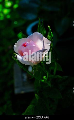 Bella rosa in fiore in un vaso in un giardino di Brighton in estate Inghilterra, Regno Unito Foto Stock