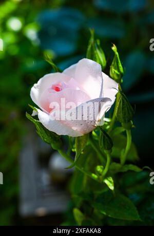 Bella rosa in fiore in un vaso in un giardino di Brighton in estate Inghilterra, Regno Unito Foto Stock