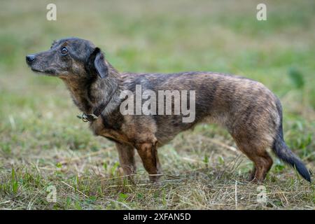 Il brindle dachshund (dai capelli lisci) in piedi sull'erba. Vista laterale del dachshund, noto anche come wiener Dog o Sausage dog, badger dog, doxie Foto Stock