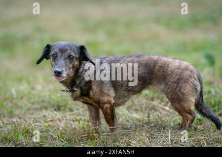 Il brindle dachshund (dai capelli lisci) in piedi sull'erba. Vista laterale del dachshund, noto anche come wiener Dog o Sausage dog, badger dog, doxie Foto Stock