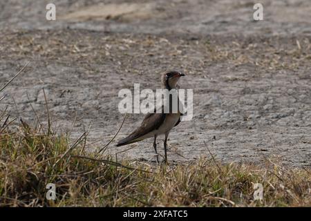 Una pratica orientale si vede in piedi sul terreno di un lago parzialmente essiccato durante l'estate Foto Stock