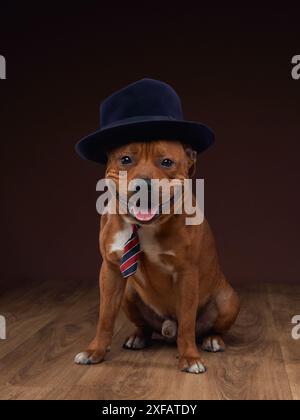 Un cane marrone bruno brulica, sfoggiando un elegante cappello e una cravatta in un allestimento da studio. L'immagine fonde fascino umoristico con un pizzico di sfumatura canina Foto Stock