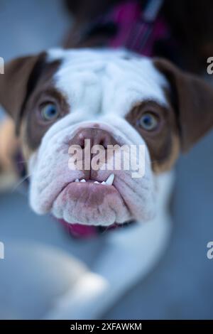 Un primo piano di un carino Bulldog inglese con gli occhi blu Foto Stock