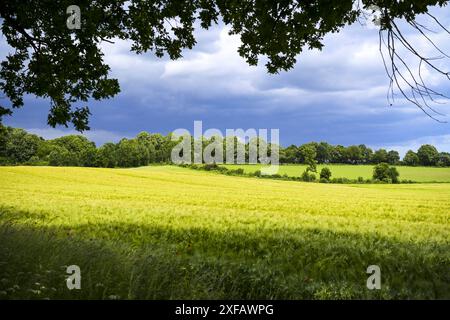 Landschaft mit Feldern und dunklen Wolken in Pönitz, Scharbeutz, Schleswig-Holstein, Deutschland *** paesaggio con campi e nuvole scure a Pönitz, Scharbeutz, Schleswig Holstein, Germania Foto Stock