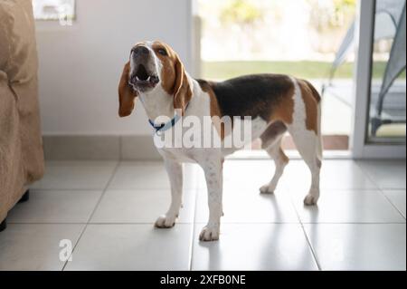 Il cane Beagle abbaia a casa chiedendo attenzione al gioco Foto Stock