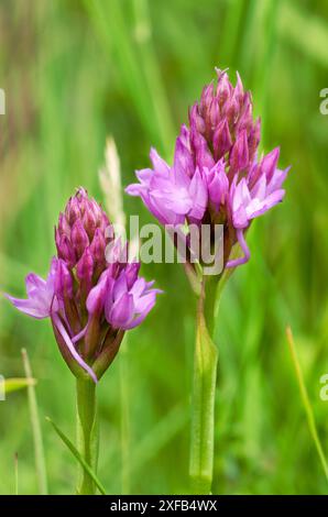 Orchidea piramidale (Anacamptis pyramidalis) che cresce sulle colline costiere dell'isola di Purbeck del Dorsets Foto Stock