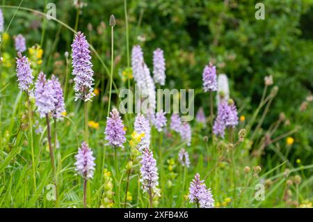 Orchidea maculata comune che cresce sulle colline costiere, Isola di Purbeck, Dorset, Inghilterra Foto Stock