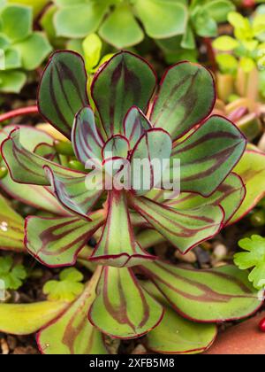 Fogliame succulento rivestito di rosso della gelata tenera echeveria dipinta, Echeveria nodulosa Foto Stock