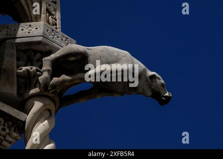 Hound era pronto a saltare. Scultura in marmo all'angolo di una chiesa gotica pisana, la Chiesa di Santa Maria della spina, fondata nel 1230, a Pisa, Toscana, Italia. Foto Stock
