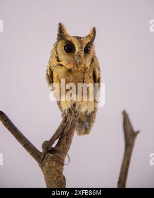 Svelando i segreti nascosti della natura: L'enigmatico, misterioso e accattivante gufo indiano Foto Stock