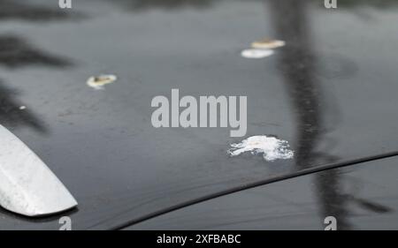 Escrementi di uccelli sulla vernice di un'auto grigia. Concetto di corrosione della vernice, danni, industria Foto Stock