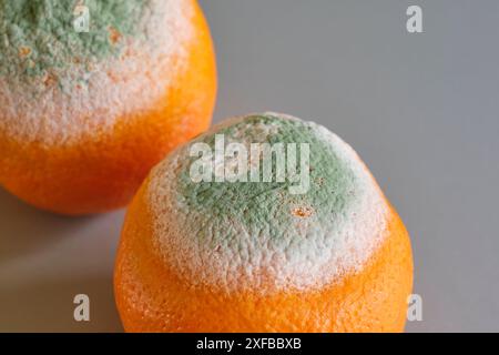 Due arance con muffa verde e bianca su una superficie grigia. Immagine con messa a fuoco selettiva Foto Stock