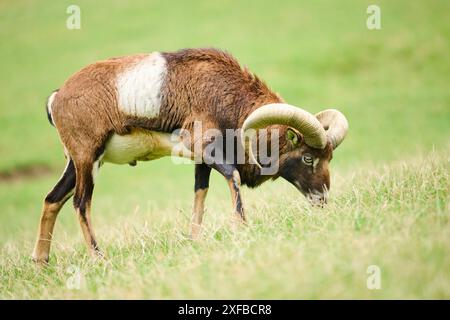 Un ariete con grandi corna che pascolano su una collina erbosa, muflon (Ovis gmelini), Wildpark Aurach, Austria Foto Stock