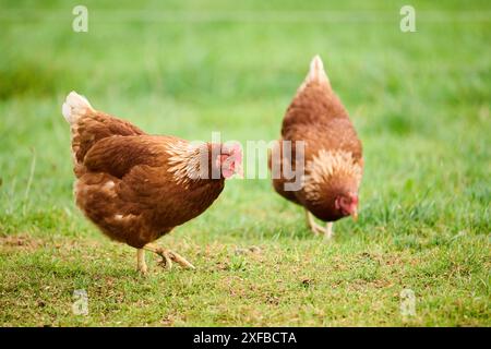 Due polli bruni che si nutrono in un campo erboso, pollo (Gallus domesticus), Austria Foto Stock