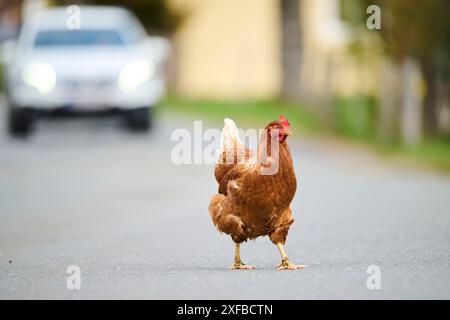 Pollo bruno che attraversa una strada con un'auto sullo sfondo, pollo (Gallus domesticus), Austria Foto Stock