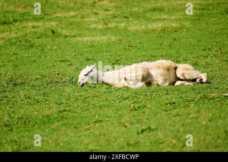Lama bianca (Lama glama) che giace tranquillamente al sole su erba verde, Germania Foto Stock