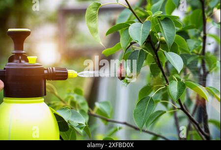 Spruzzare alberi di pera contro ruggine e agenti patogeni della frutta sullo sfondo del tramonto. Copia spazio per il testo Foto Stock