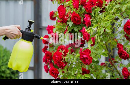 Spruzzare rose rosse di cespuglio con fungicidi e fertilizzante contro le malattie e la protezione contro gli afidi. Foto Stock