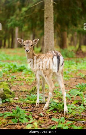 Il cervo europeo (Dama dama) è stato avvistato in una foresta, Baviera, Germania Foto Stock