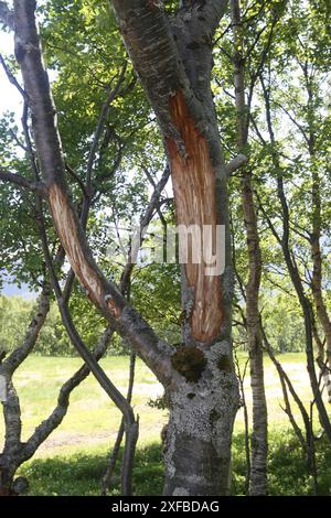 Alci (Alces alces) peeling chiaro e segni di alimentazione su una betulla (Betula) Lofoten, Norvegia, Scandinavia Foto Stock
