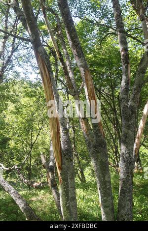 Alci (Alces alces) peeling chiaro e segni di alimentazione su una betulla (Betula) Lofoten, Norvegia, Scandinavia Foto Stock