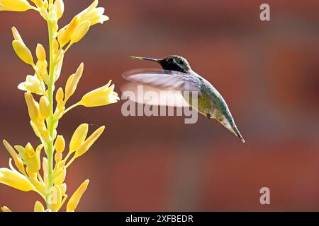 Colibrì di Anna (Calypte anna), adulto, volo, su fiore, foraggio, deserto di Sonora, Arizona, Nord America, Stati Uniti Foto Stock