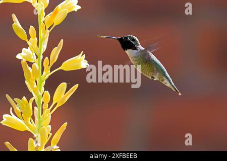 Colibrì di Anna (Calypte anna), adulto, volo, su fiore, foraggio, deserto di Sonora, Arizona, Nord America, Stati Uniti Foto Stock